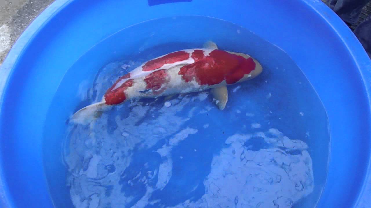 kohaku xjr 80cm dainichi makoi camera iphone 8 plus apk