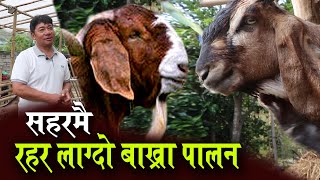 सानो लगानीमा शहरमै यसरी गर्नुहोस बाख्रा पालन, गरे हुन्छ उत्कृष्ट उत्पादन | Goat Farming in Nepal