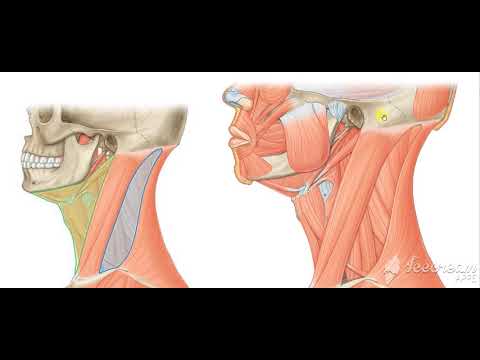 Sternomastoid muscle 1 - YouTube