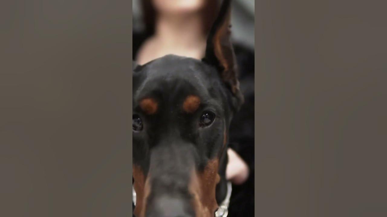 Ear Cropping and Tail Docking in Dobermans! pets dog shorts YouTube