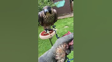 first step of training falcon || falconry art of kings