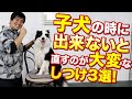 【あとで後悔する…】子犬の時に出来ないと直すのが大変なしつけ3選