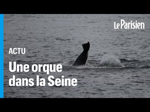 Une orque affaiblie et coincée dans la Seine depuis dix jours