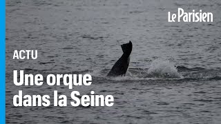 Une orque affaiblie et coincée dans la Seine depuis dix jours