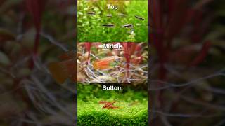 One fish food for all the community fishes! 🐡 #fishtank #aquarium #fishfood #pets #aquaticpets #ad