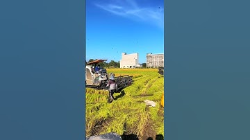 Cắt lúa bắt chuột