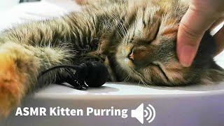 1 HOUR ASMR CAT PURRING  - Relaxation - ASMR for Sleep by My Kitty Story 563 views 3 months ago 1 hour