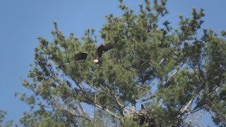 Eagle takes flight in slow motion