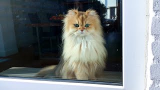 My Cats Are Fulltime Window Stalkers by smoothiethecat 28,632 views 3 years ago 4 minutes, 32 seconds