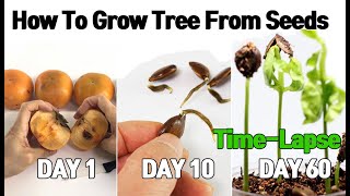 감이 자라는 실시간영상 How To Grow Tree From Seeds ,