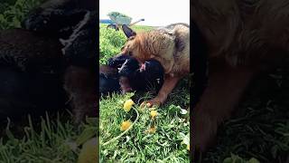 Как развлекаются немецкие овчарки #funnyvideo #germanshepherd #щенки #собака #хорошеенастроение