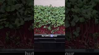 Plants Can Dance! Watch This 62-Hour Timelapse 🌱💃
