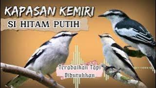 Suara Burung Kapasan Kemiri, Burung Si Hitam Putih