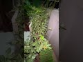 13 មេសា 2024