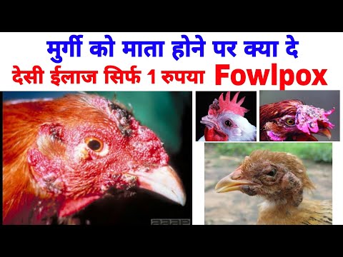 अंडी को फाउल पॉक्स (माता) होने पर क्या दे | मुर्गी पॉक्स उपचार