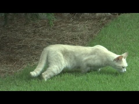 Video: Ar Schoharie apygarda yra kačių apylinkėje?