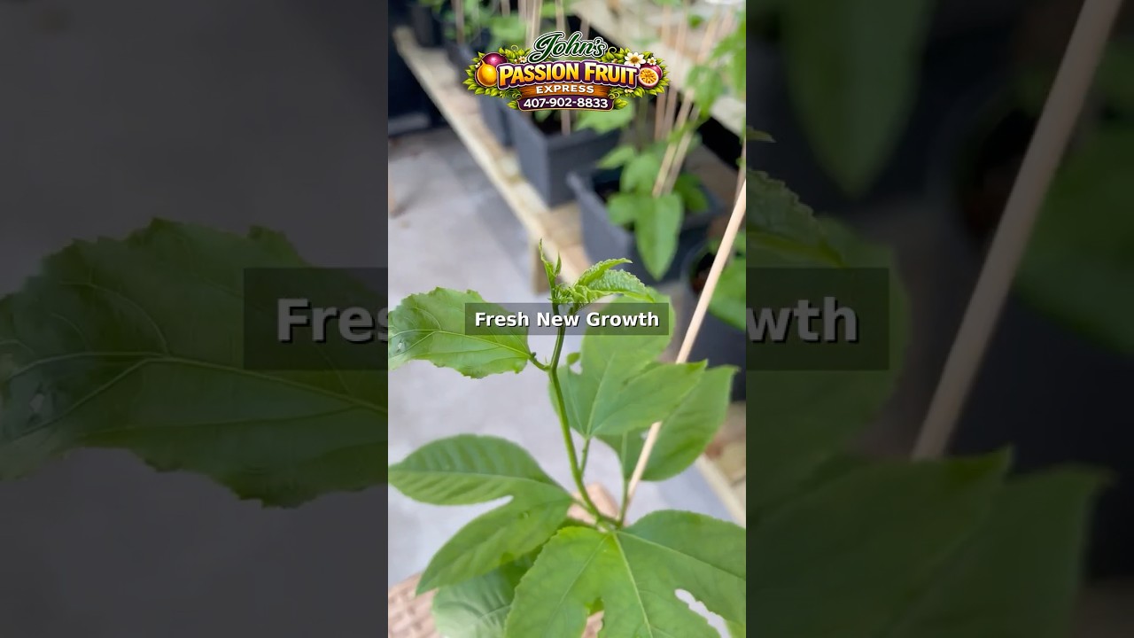 Every Leaf Matters | Passion Fruit Growth UpdateEvery leaf matters