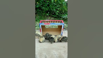 New Create DIY Quail Trap #shorts #create #traps