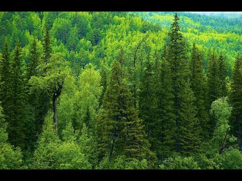 Зелёная Планета The Green Planet Hd