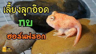 เลี้ยงลูกอ๊อดกันเถอะ Raising tadpoles.