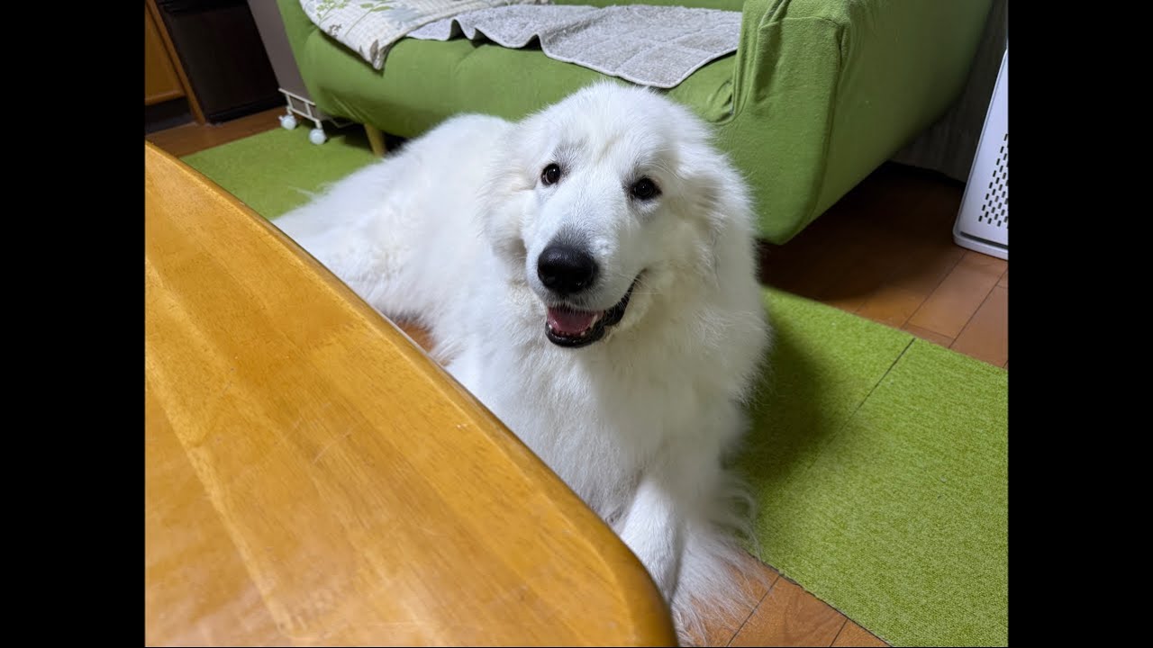 ドレミの歌グレートピレニーズ がゲリラライブ配信中！ - YouTube