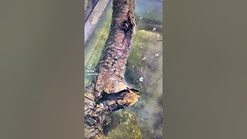 Frog Spawn Diary entry - Day 15