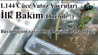 Yavru L144 Büyüdü Baba Oldu