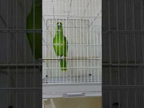 Попугай читает Азан Parrot reads Azan