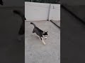 Tasha#ghomar#funny #vlog #dogbreed #huskydog