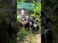 Sheeps working for grapes farm #farming #sheep #farm #shorts