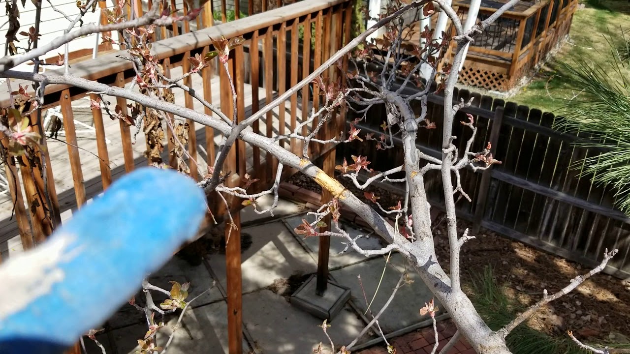 Squirrel damage in trees