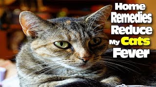 HOME REMEDIES TO REDUCE MY CAT'S FEVER