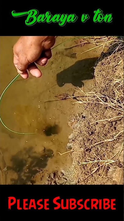 Asli! mudah banget mancing belut tambak lubangnya pada nampak#shorts