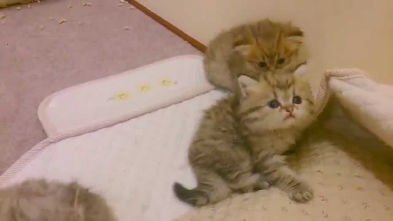 ペルシャ猫 チンチラシルバーのママと6人の子猫 その2 映像 Youtube