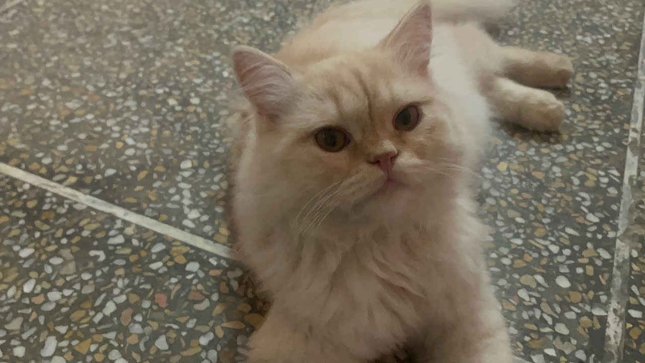 so-cute-kittens-video-youtube