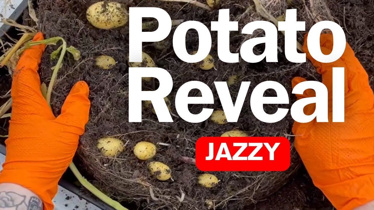 Watch Small But Plenty: Potato Reveal No.4 on YouTube