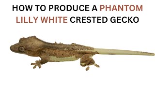 How to Make a Phantom Lilly White Crested Gecko