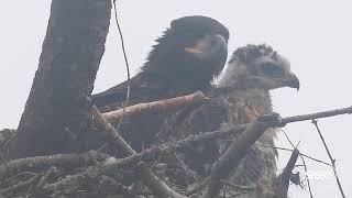 Hawk in Eagle's Nest -  Super Close! by SassePhoto 11,200 views 1 year ago 24 seconds