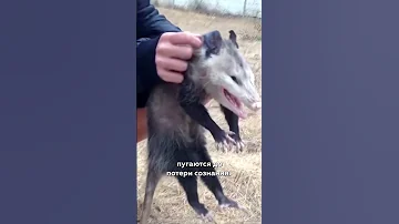 Почему опоссумы притворяются мёртвыми 💀