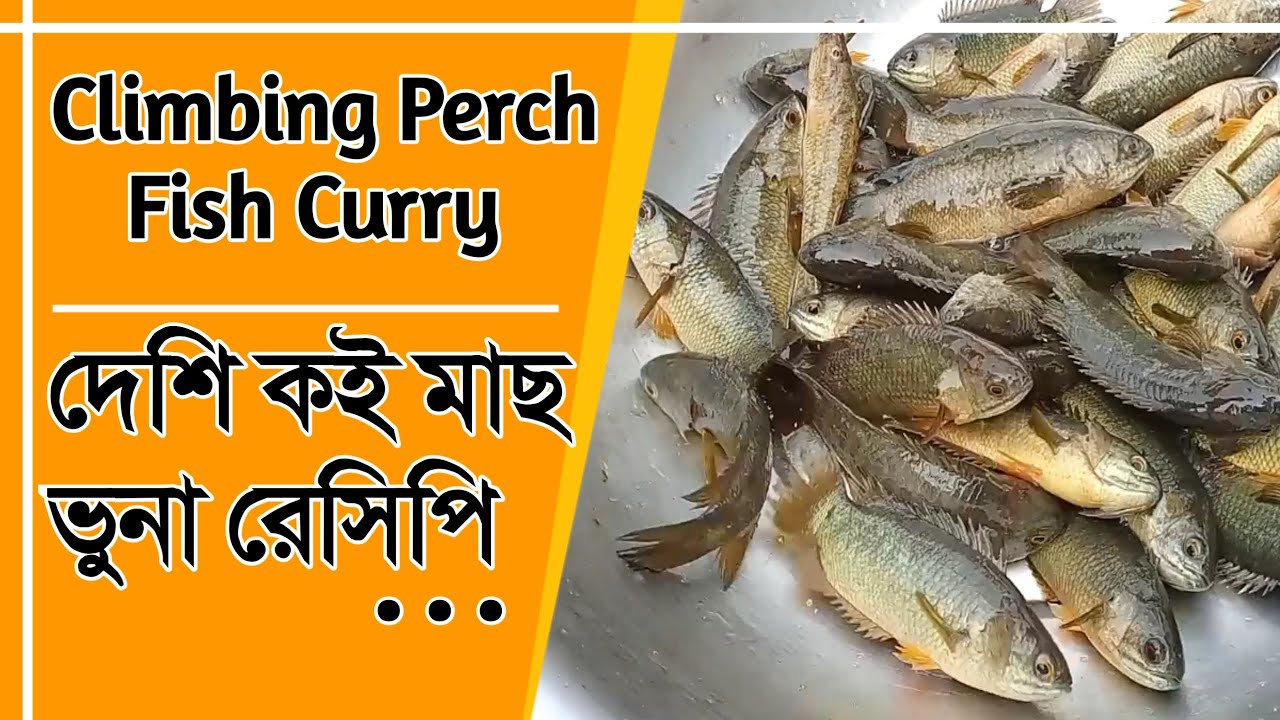 Desi koi macher vuna recipe | climbing perch fish curry.