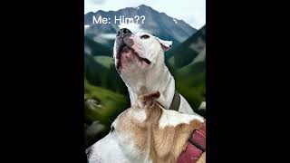 Capone Scary? Only If You Try To Break In Pit Bulls Are The Best