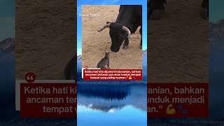 bukan soal kecil dan besar,ini tentang keberanian #kucing #videoshort