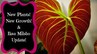 New Houseplant  Milsbo Update  Giant Philodendron Gloriosum PrePropagation  Houseplant Updates!!