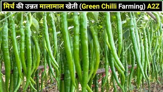 Chilli farming | मिर्च की खेती | Green Chilli Farming | Mirchi ki kheti | हरी मिर्च |A2Z मिर्च kheti