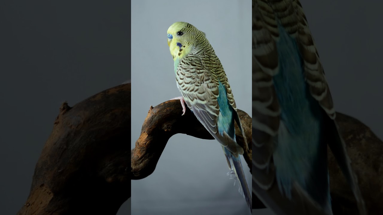 The All New FullSpectum+UV Lamp For Pet Birds By Arcadia Bird YouTube