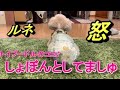 ⑥NEW　調子にのったらお姉ちゃんに怒られたでしゅ♪
