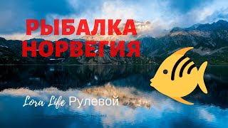 Треска, скрей, печень трески *, fishing and cook, Norway. Треска, скрей, печень трески *, fishing and cook, Norway.