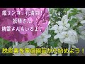 姫リンゴの妖精・精霊さん♪姫リンゴが沢山花を咲かせました！