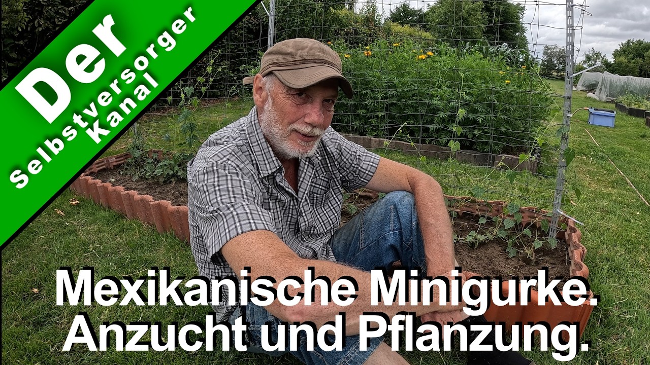 Mexikanische Minigurke, Anzucht und Pflanzung. Ganz einfach.