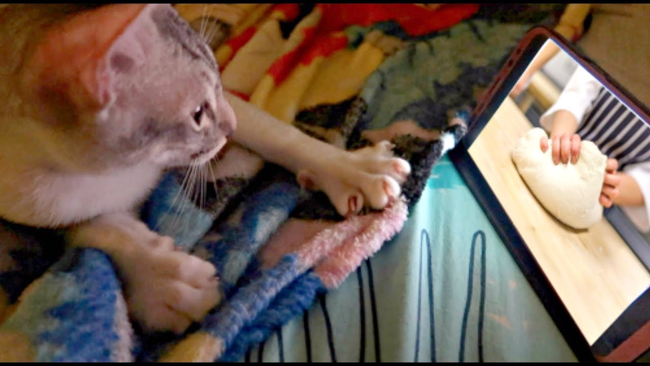 cat kneading bed ✰CUTEST BAKER! Perfecting KNEADING SKILLS! Watch & Learn! 🙌
